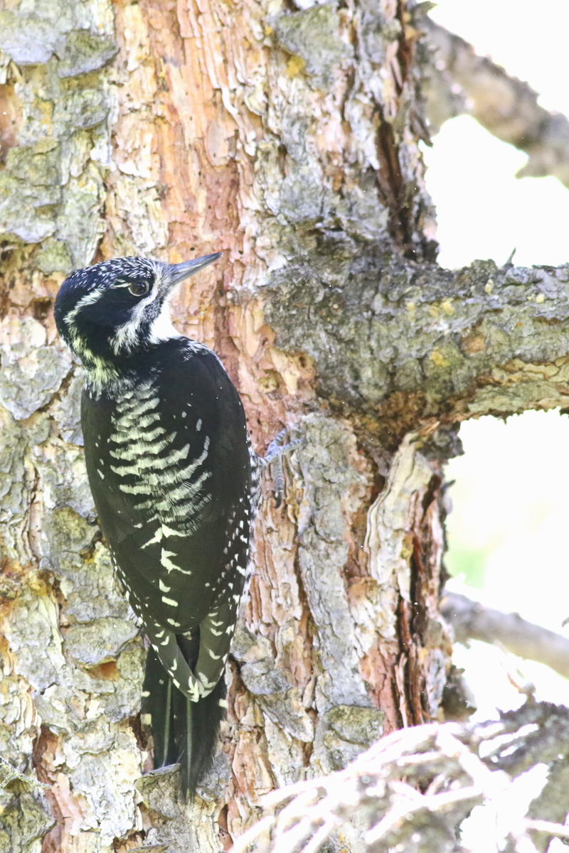 American Three-toed Woodpecker