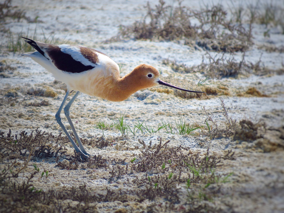 American Avocet