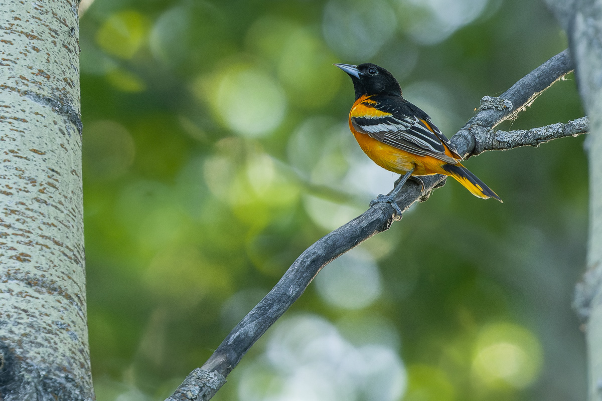 Baltimore Oriole