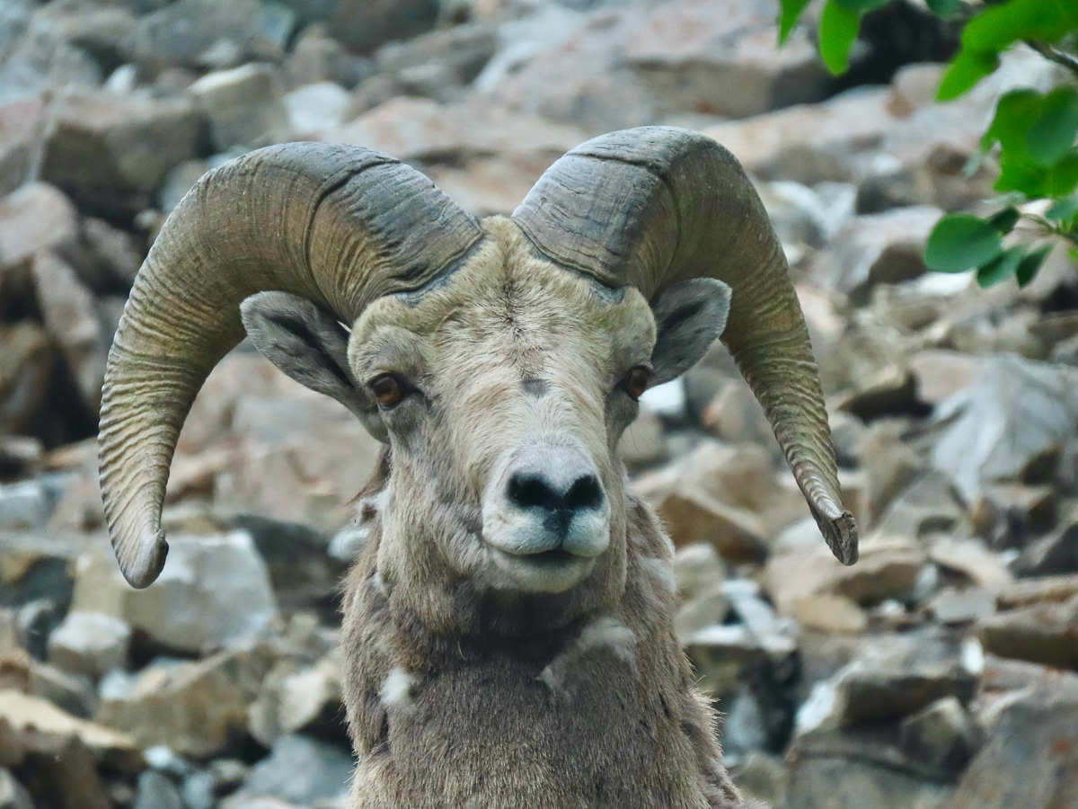 Bighorn Sheep