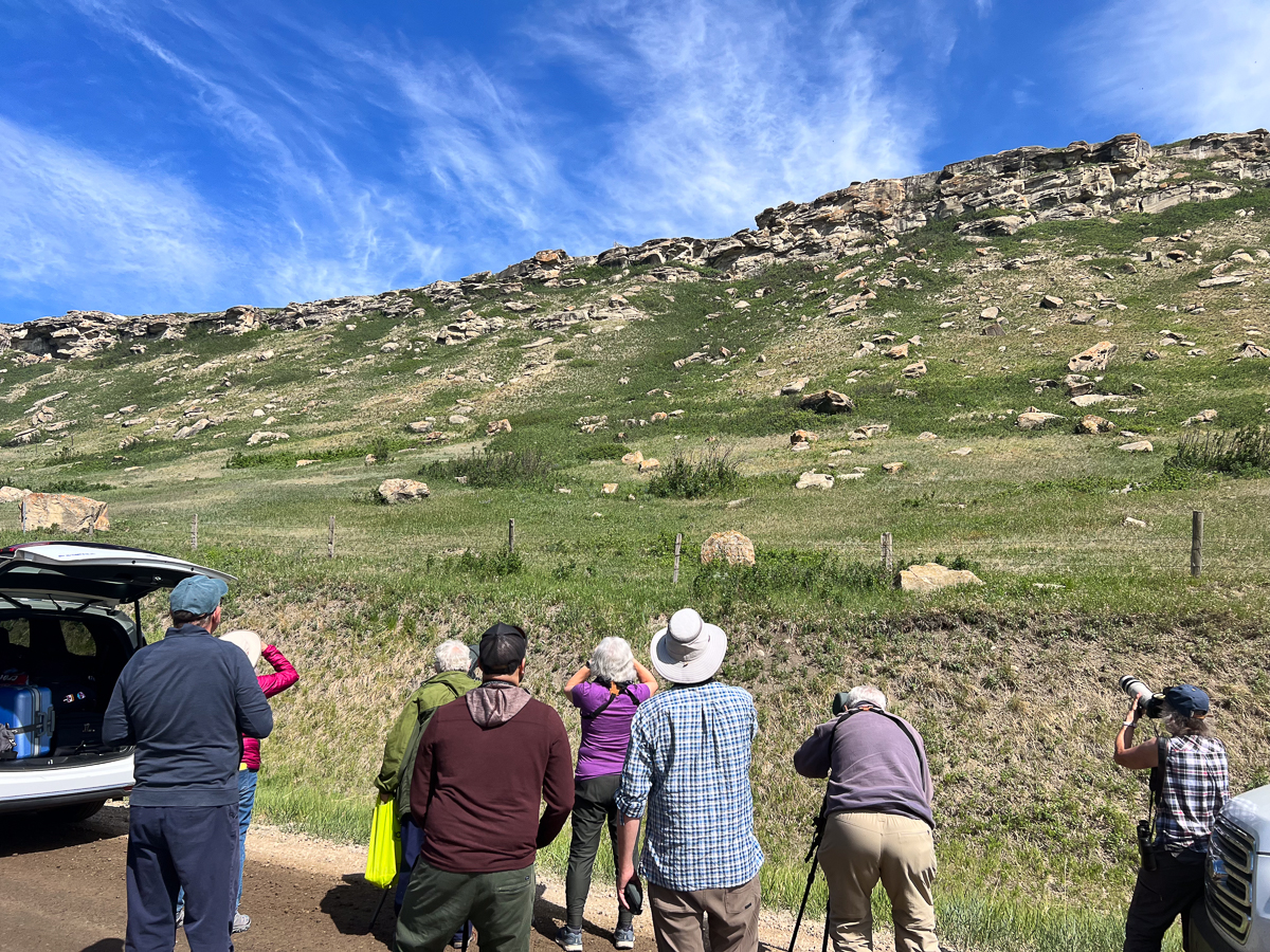 Birding in Alberta