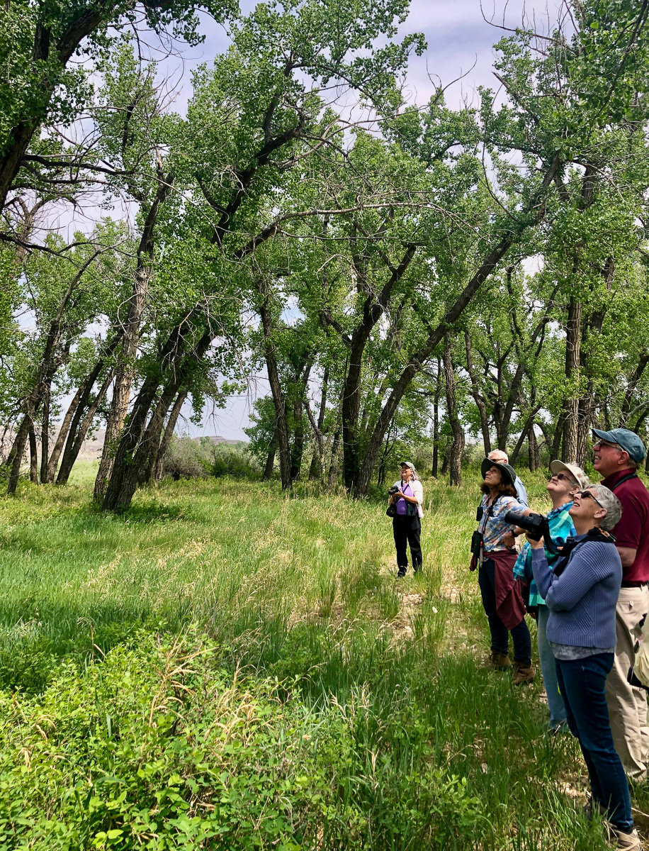 Birding in the cottonwoods