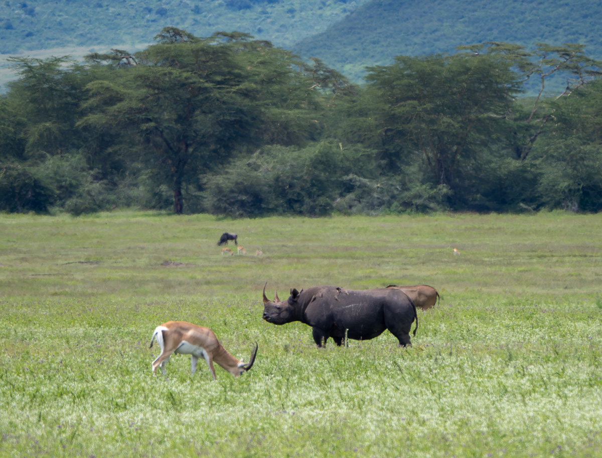 Black Rhino, Ngorongoro Crater