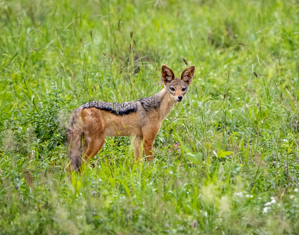 Black-backed Jackal