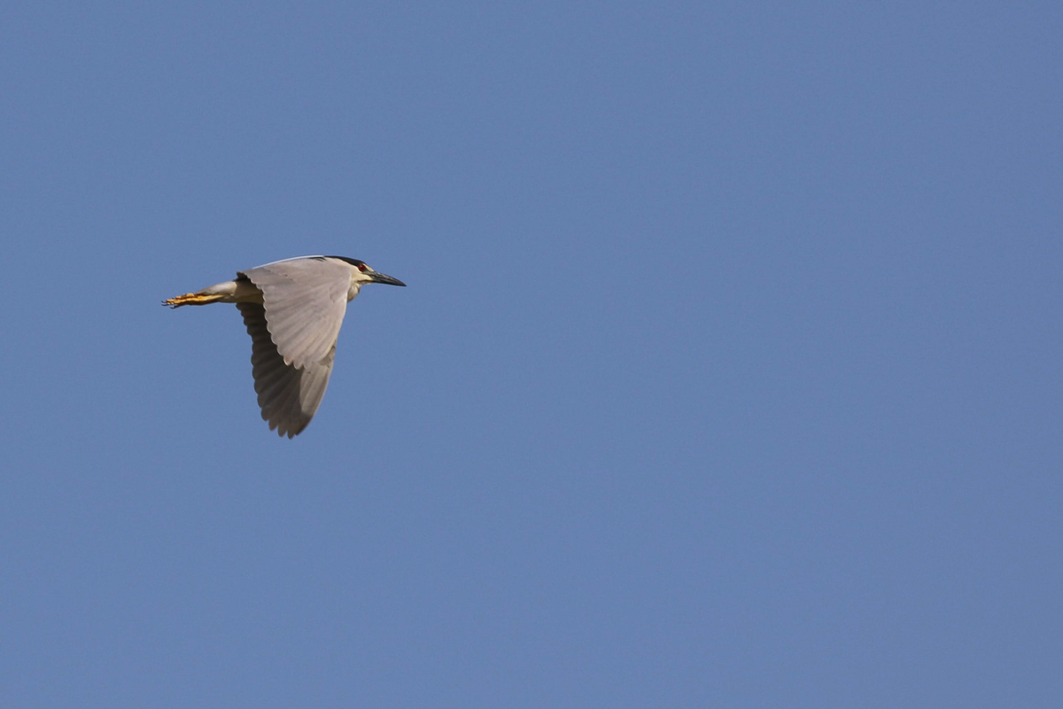 Black-crowned Night-Heron