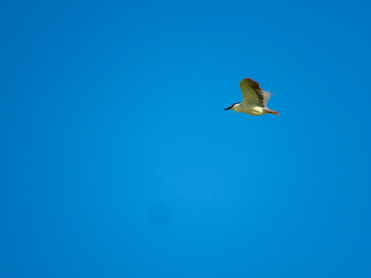 Black-crowned Night-Heron