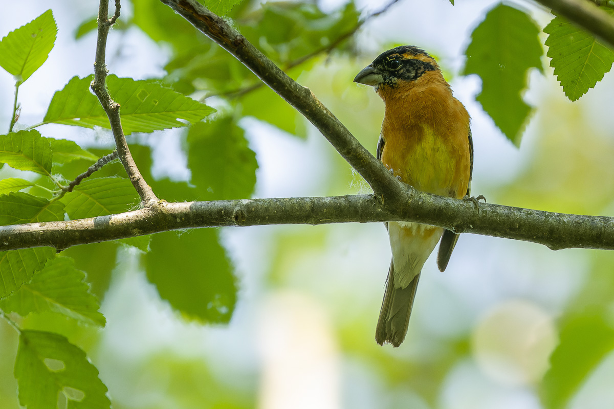 Black-headed Grosbeak