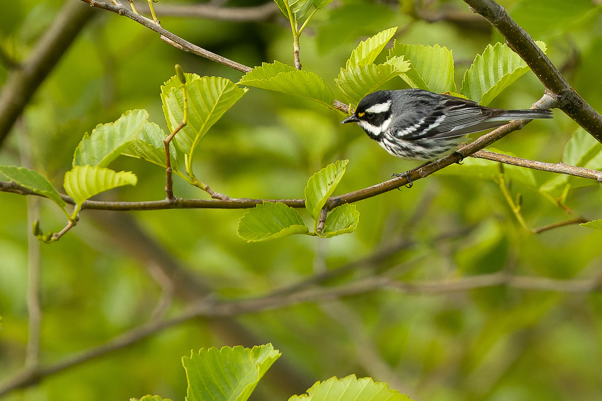 Black-throated Gray-Warbler