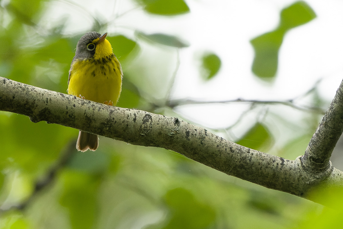 Canada Warbler