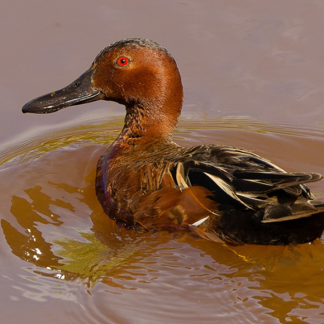 Cinnamon Teal