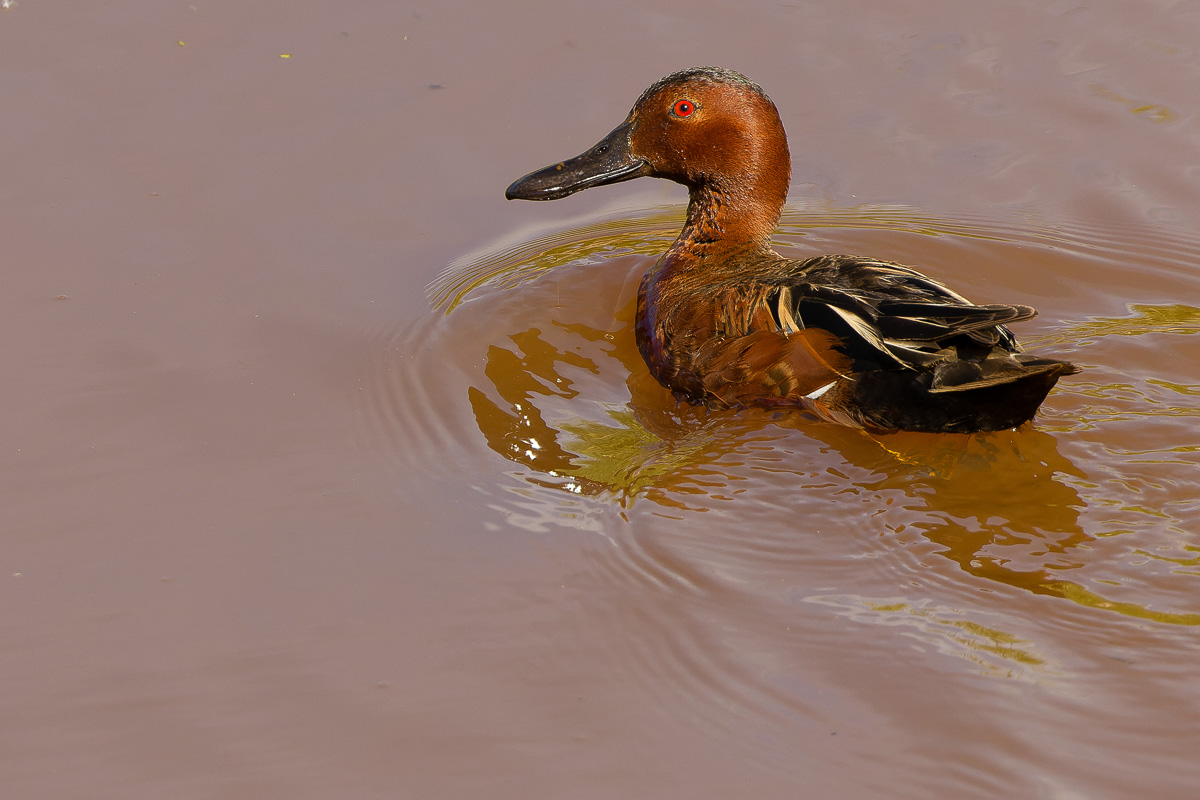 Cinnamon Teal