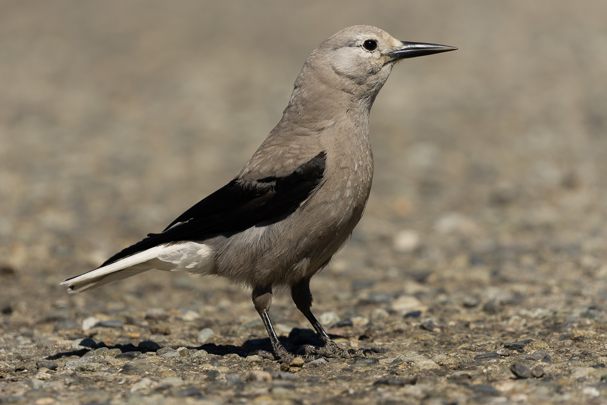 Clark's Nutcracker