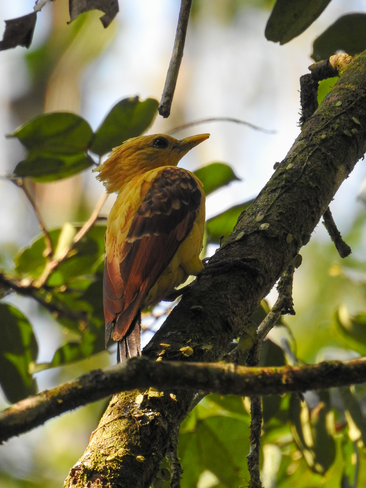 Cream-colored Woodpecker