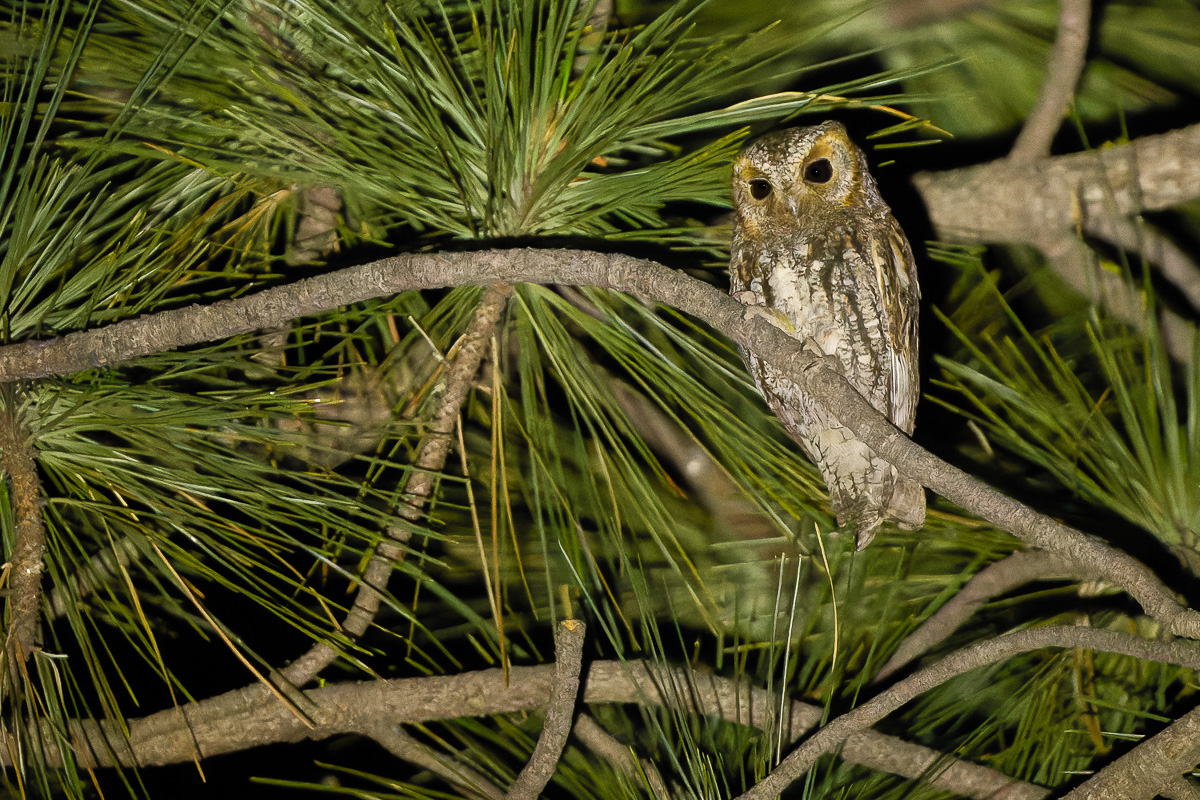 Flammulated Owl