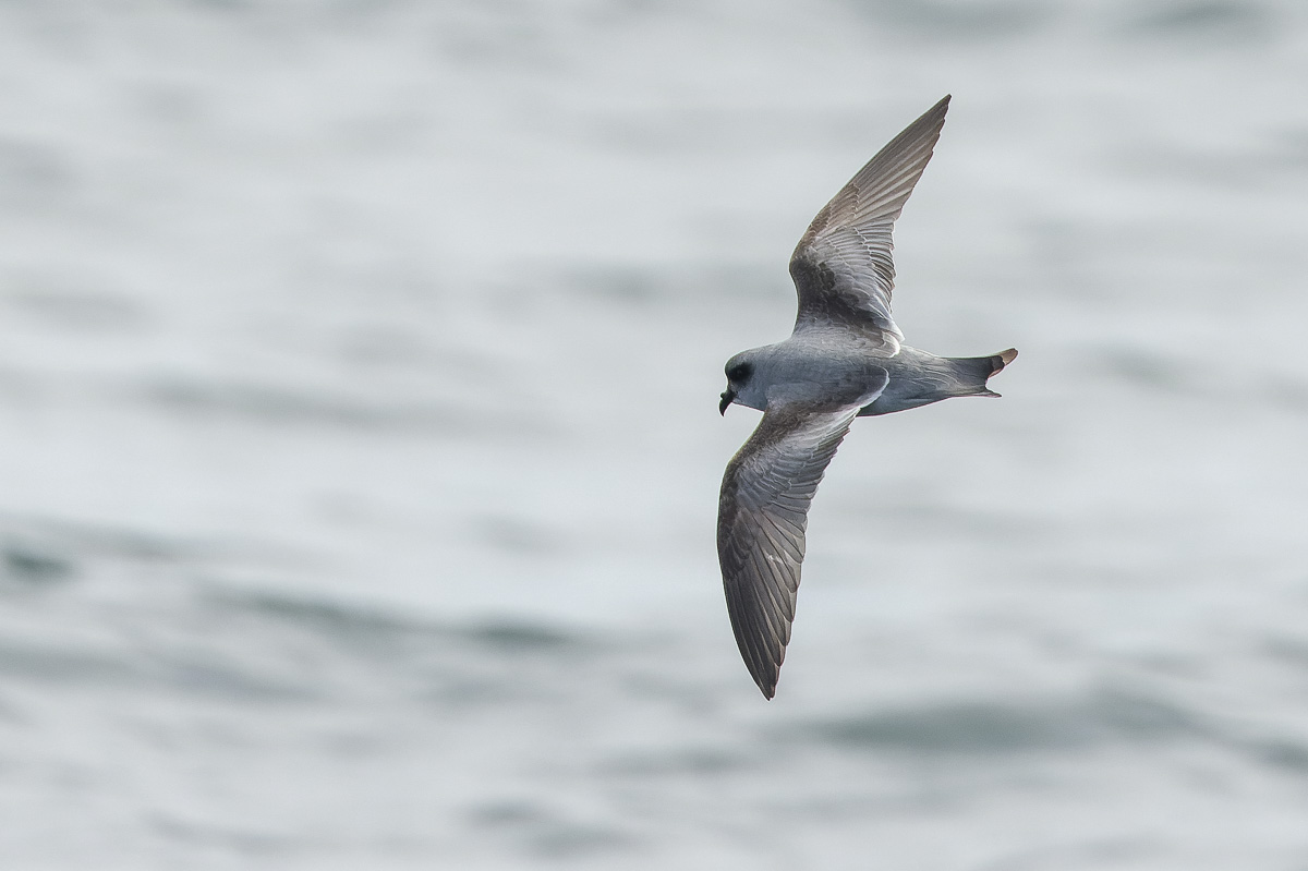 Fork-tailed Storm-Petrel