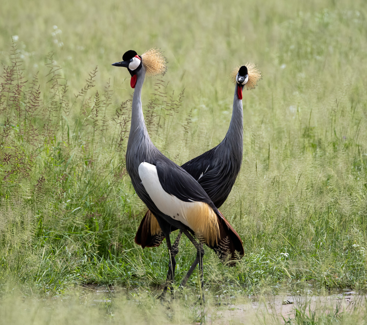 Gray Crowned-Cranes