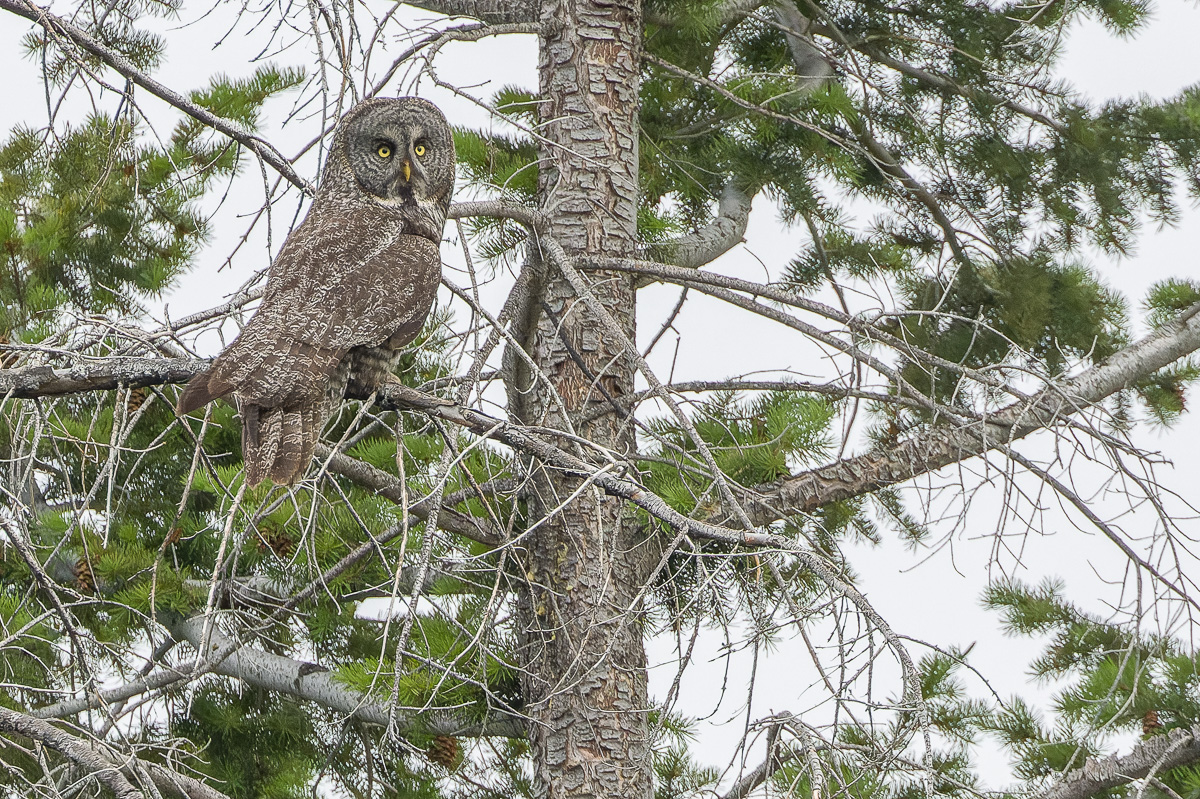 Great Gray Owl