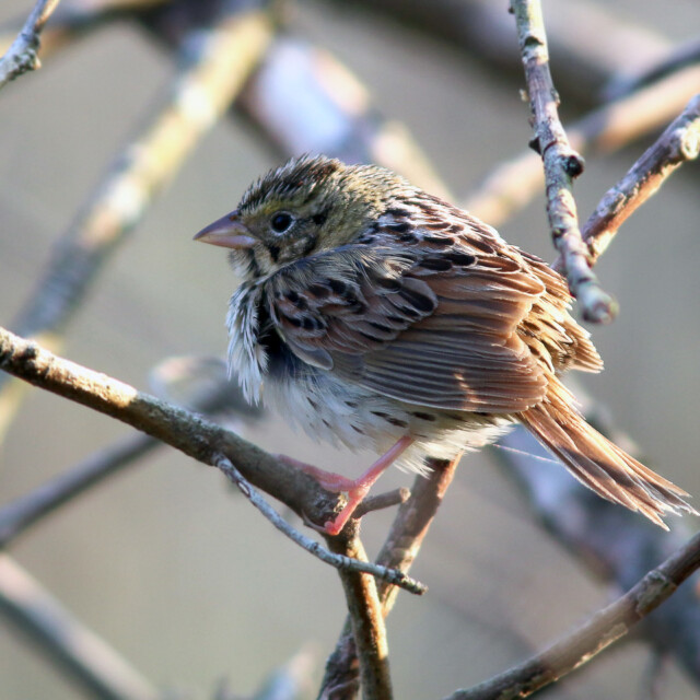 Henslow's Sparrow