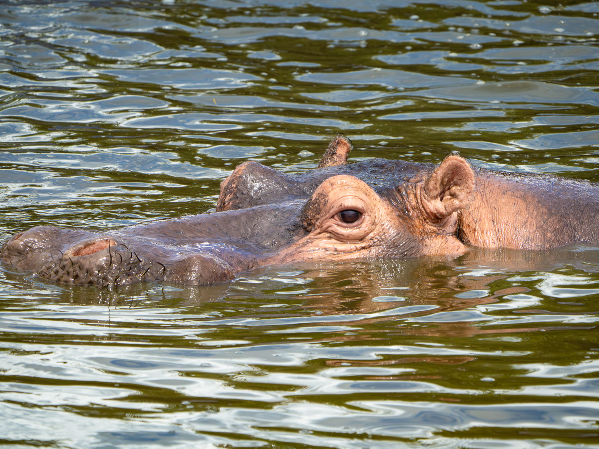 Hippopotamus in the Grumeti River 
