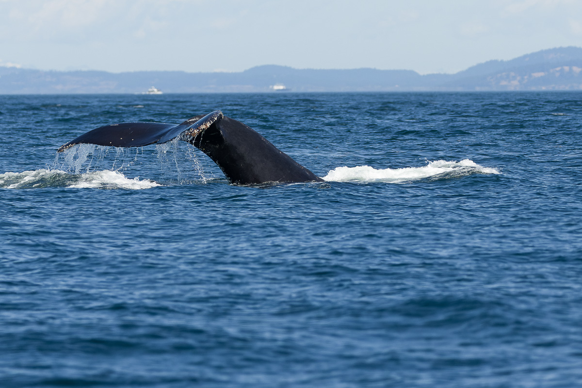 Humpback Whale