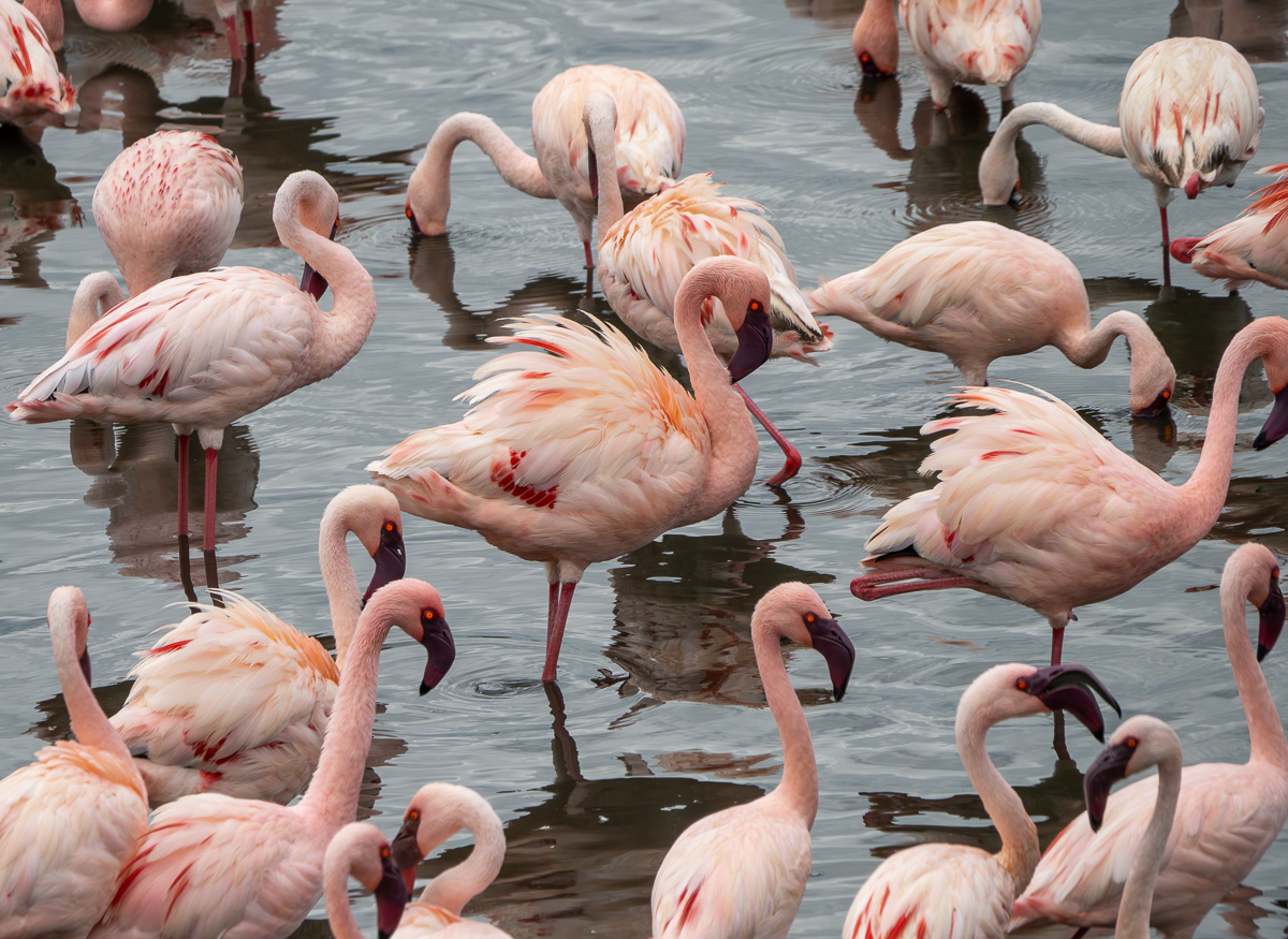 Lesser Flamingos at Momella Lakes in Arusha National Park
