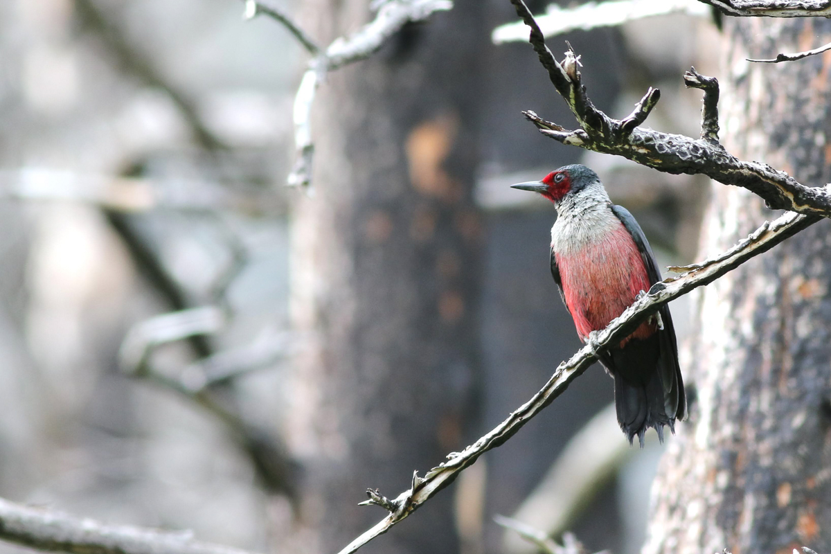 Lewis's Woodpecker