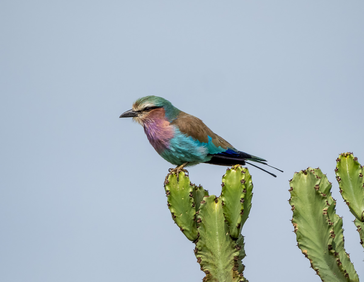 Lilac-breasted Roller perched in a succulent, the candelabra euphorbia 