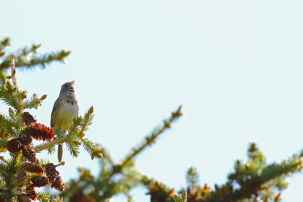 Lincoln's Sparrow