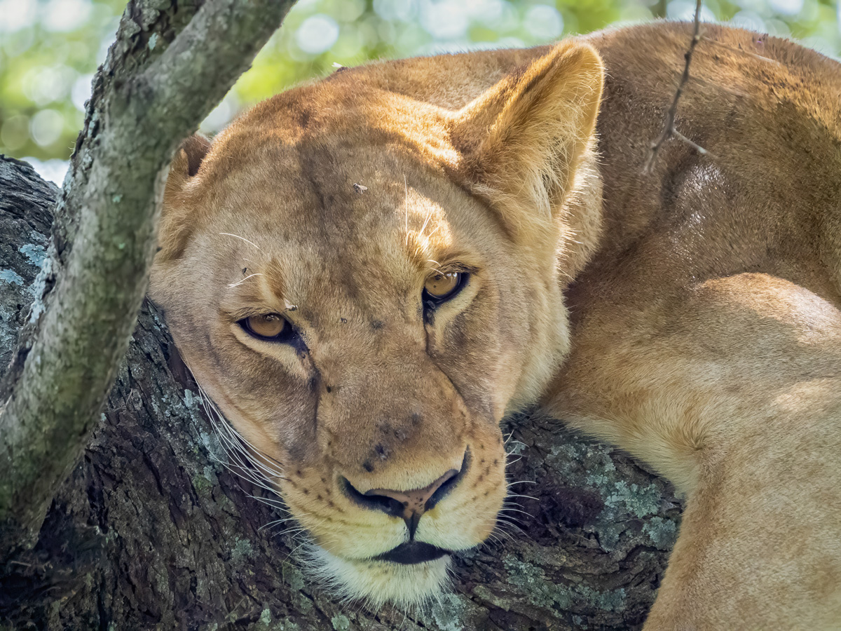 Tree climbing Lion
