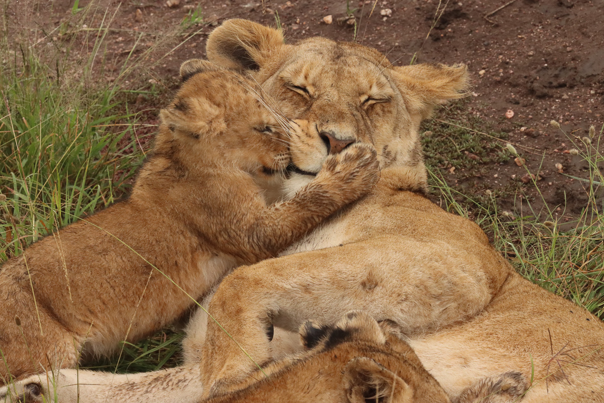 Lioness and cub