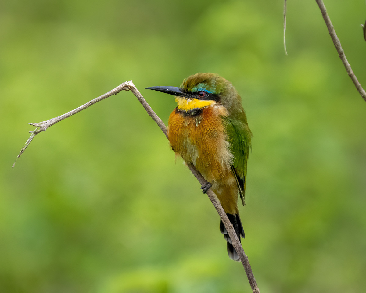 Little Bee-eater