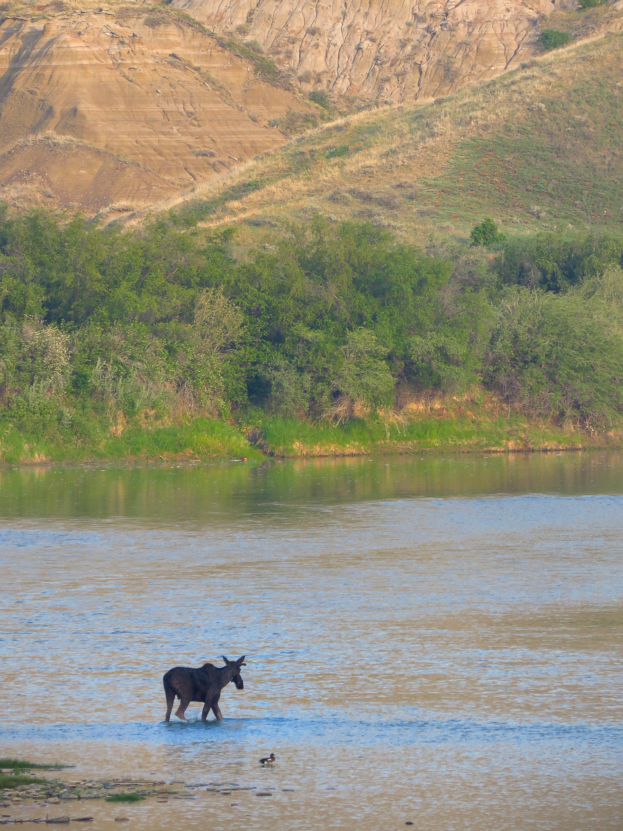 Moose in Alberta