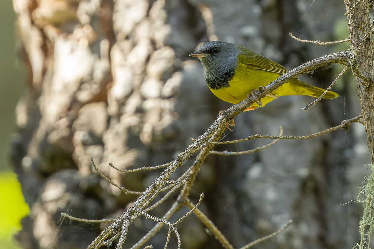 Mourning Warbler