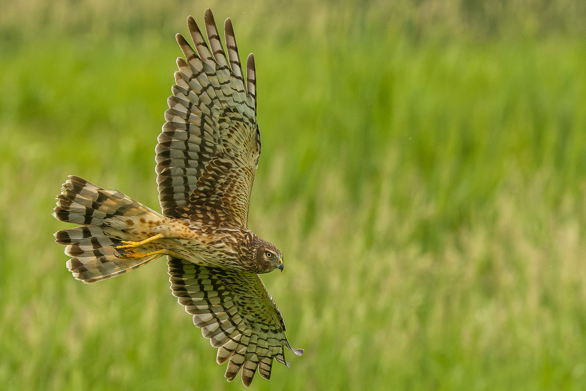 Northern Harrier
