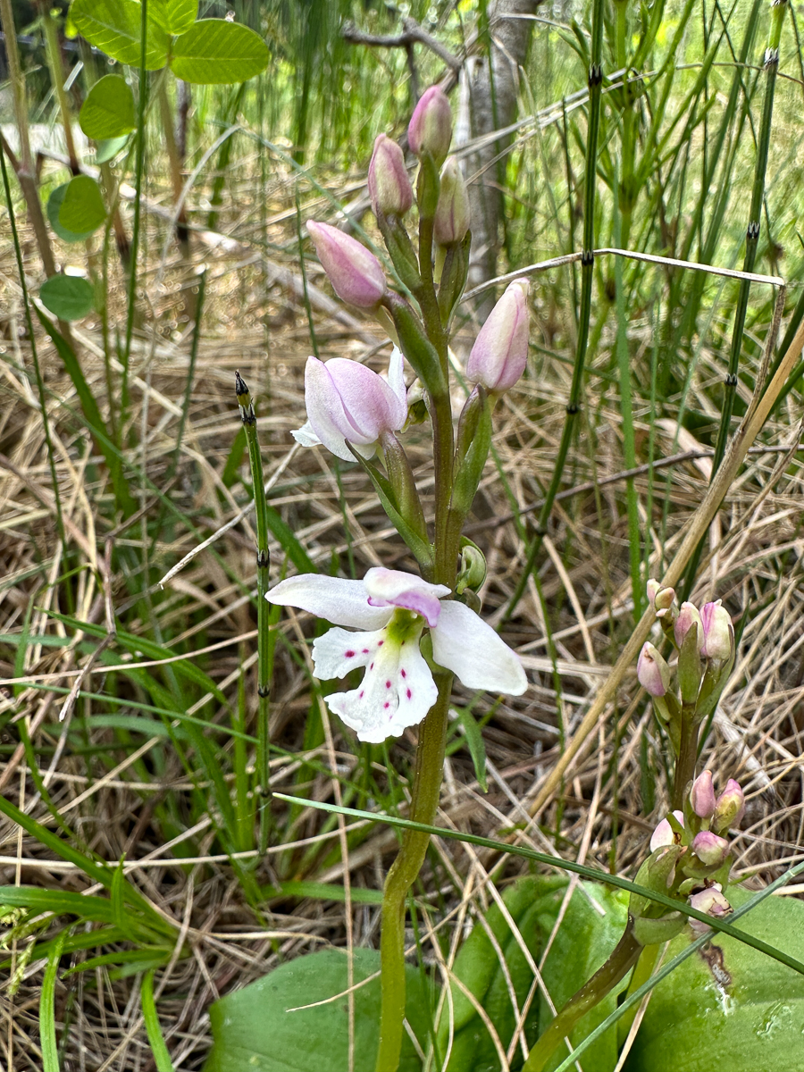 Small Round-leaved Orchid