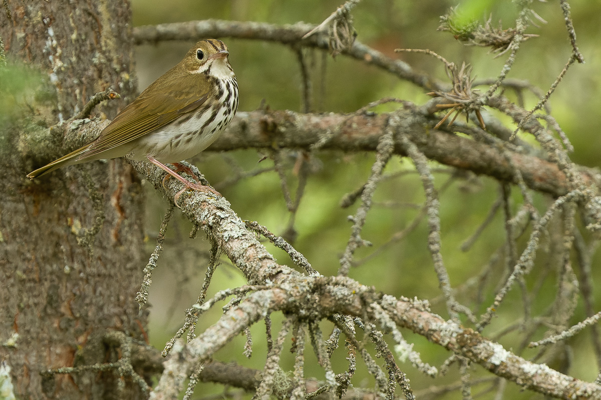 Ovenbird