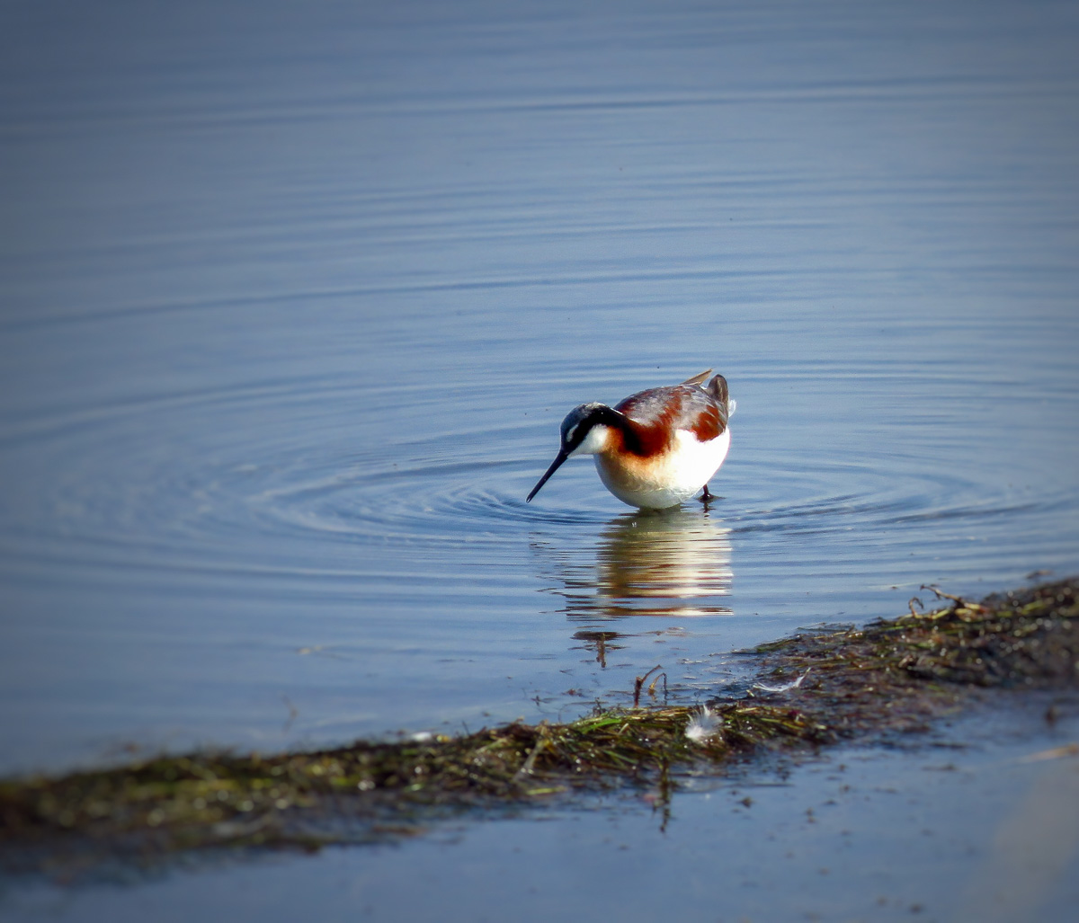 Red-necked Phalarope