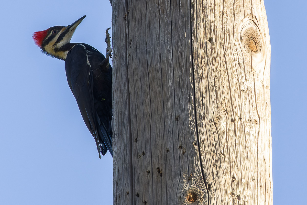 Pileated Woodpecker