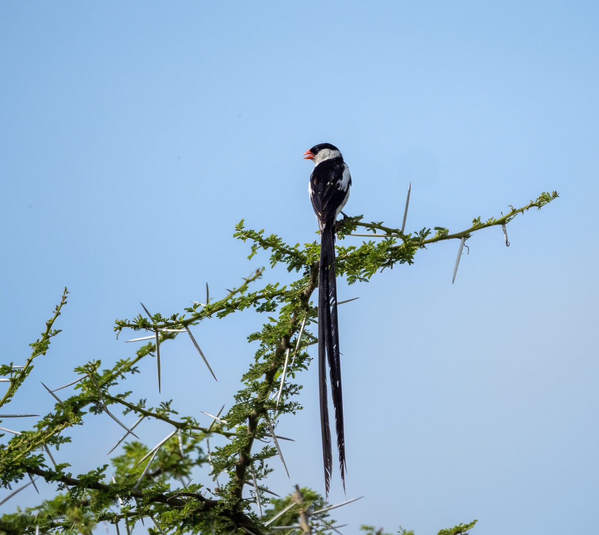 Pin-tailed Whydah 