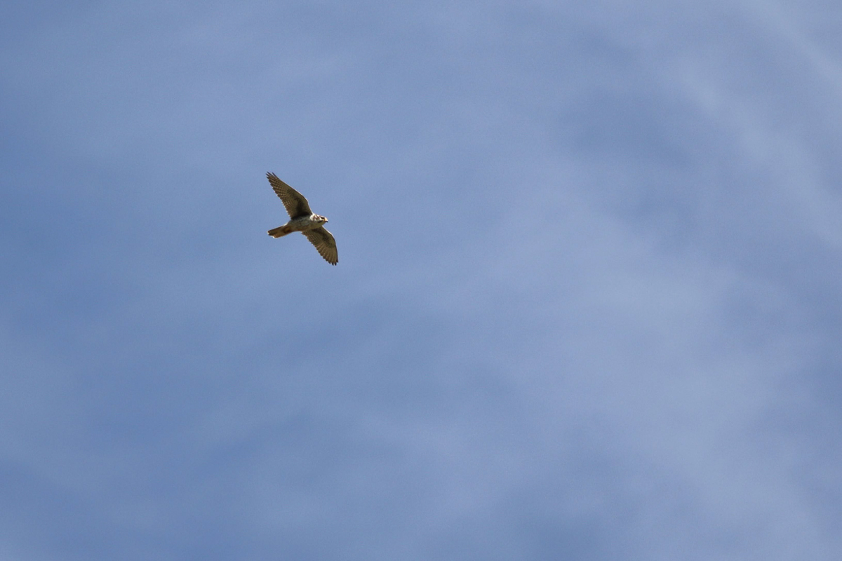 Prairie Falcon