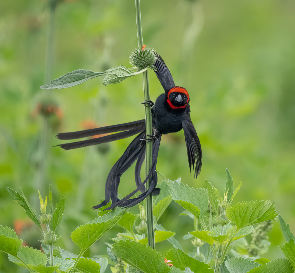 Red-collared Widowbird 