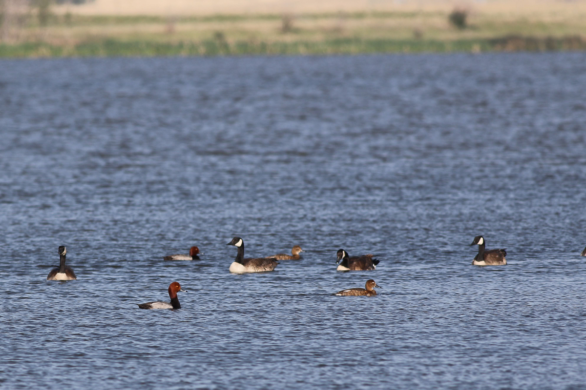 Redhead and Canada Geese