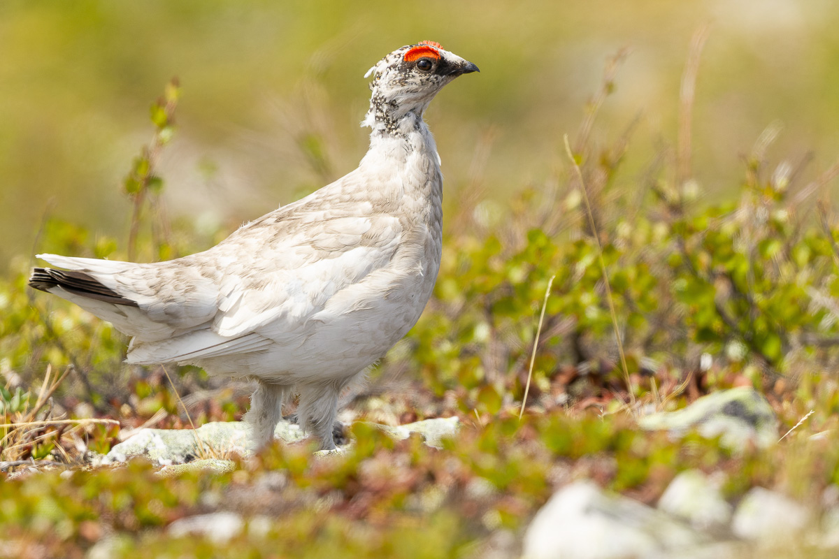 Rock Ptarmigan