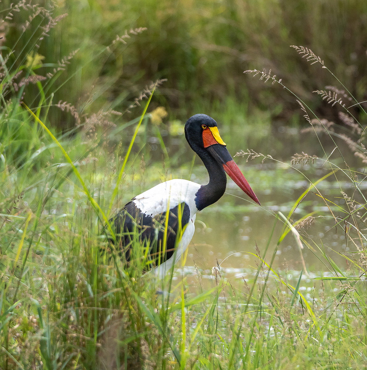 A female Saddle-billed Stork