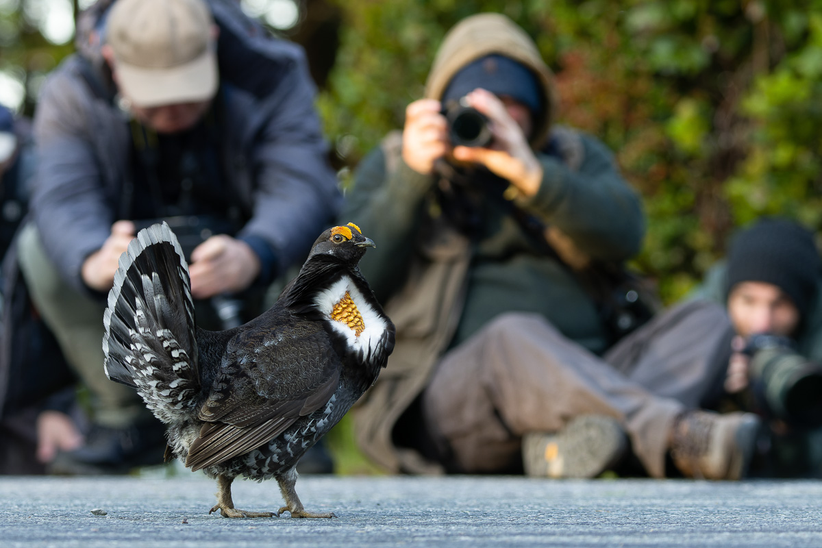 Sooty Grouse and photographers
