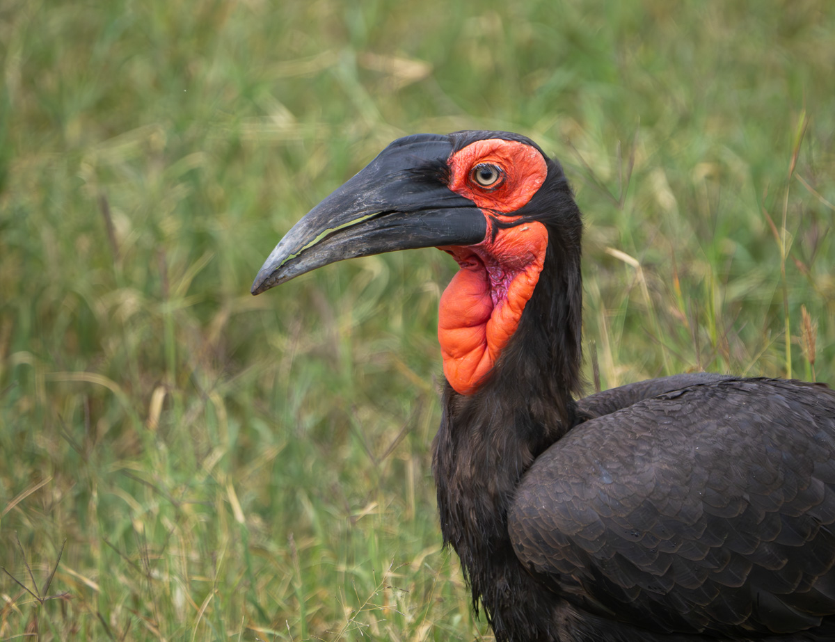 Southern Ground Hornbill 