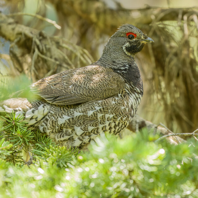 Spruce Grouse