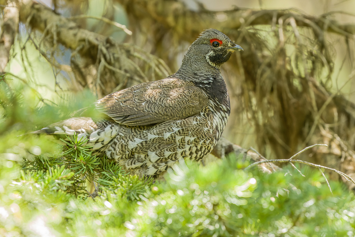 Spruce Grouse