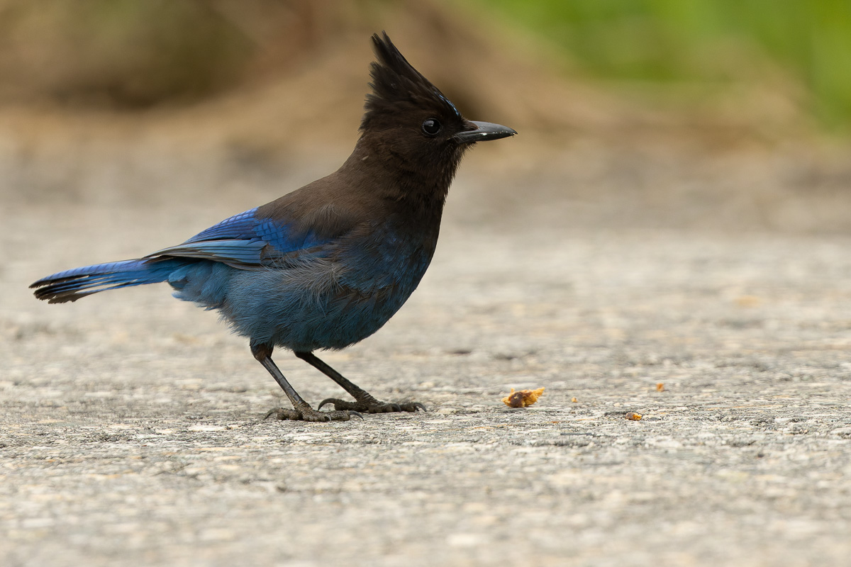 Steller's Jay