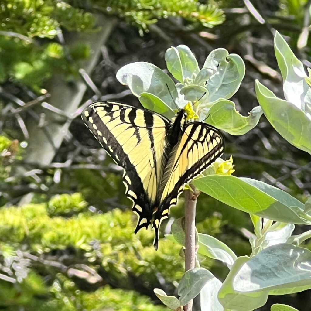 Swallow-tailed Butterfly © Diane Brouillette